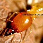 contrung10 150x150 - Dịch vụ diệt côn trùng - Thiết bị diệt côn trùng - Thuốc diệt côn trùng - Giới thiệu website mới