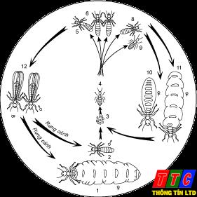 Diệt mối tận gốc – Diet moi, diệt côn trùng – Giới thiệu website mới