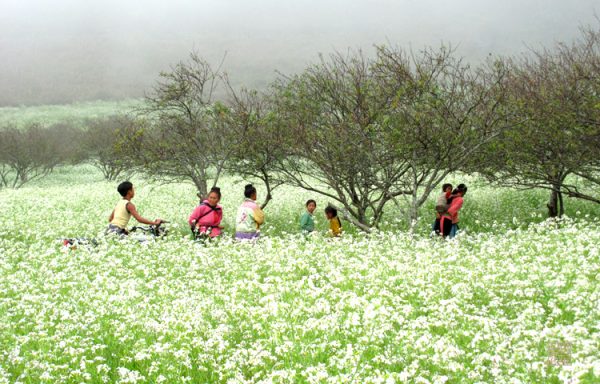 Mộc Châu đẹp ngỡ ngàng bên những đồi hoa cải trắng