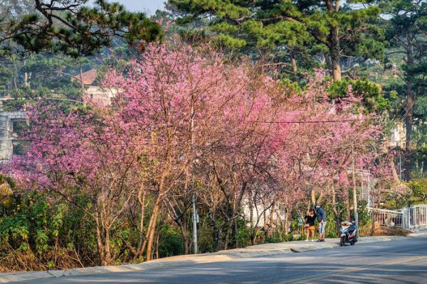 duong hoa mai anh dao noi tieng cua da lat 600x400 - duong-hoa-mai-anh-dao-noi-tieng-cua-da-lat